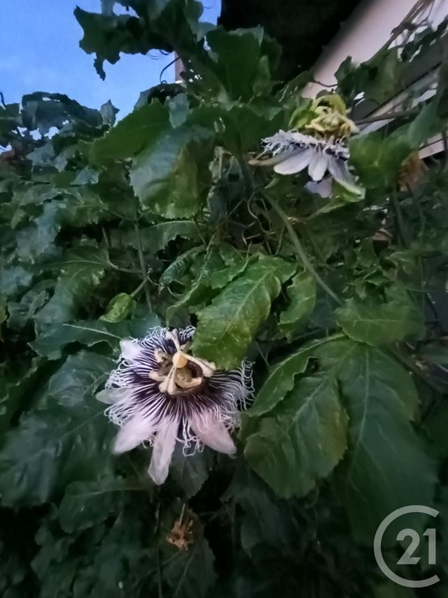 maison à louer - 5 pièces - 129.23 m2 - LA POSSESSION - 974 - REUNION - Century 21 Chaussée Royale